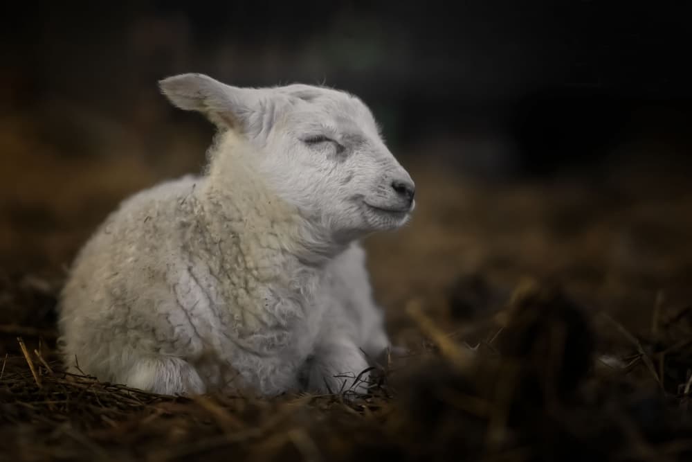 Peaceful Baby Lamb by Gert van den Bosch — canvas wall art