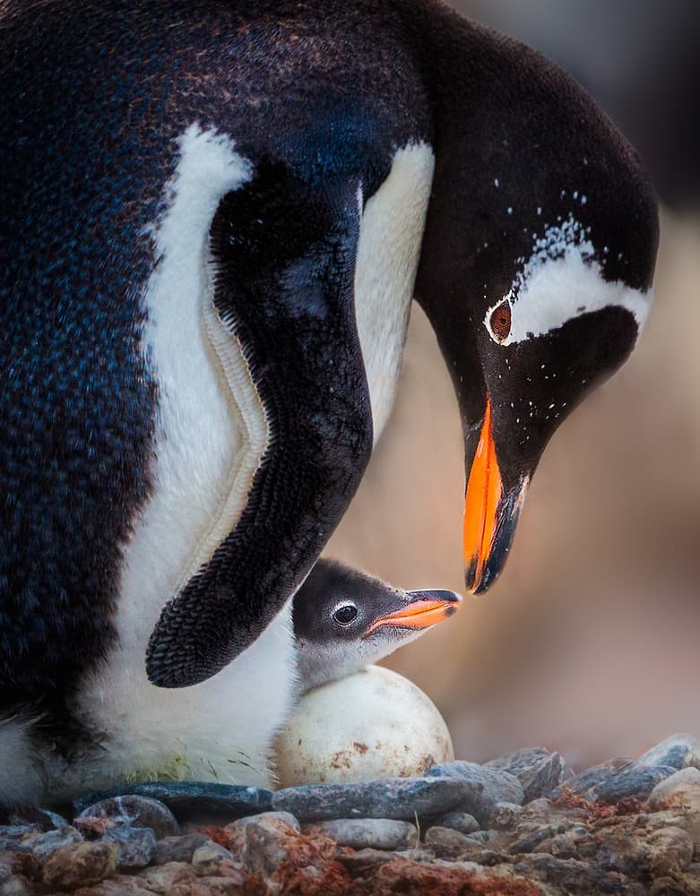 Penguin and Hatching Chick by Liwen Tao — canvas wall art