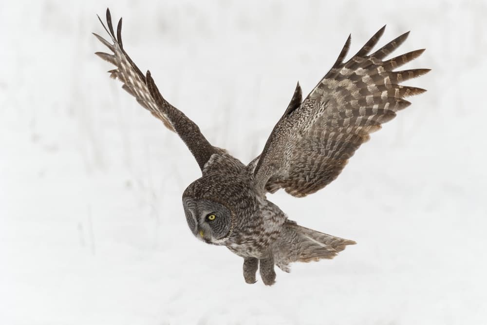 Great Grey Owl Flight by Nick Kalathas — canvas wall art