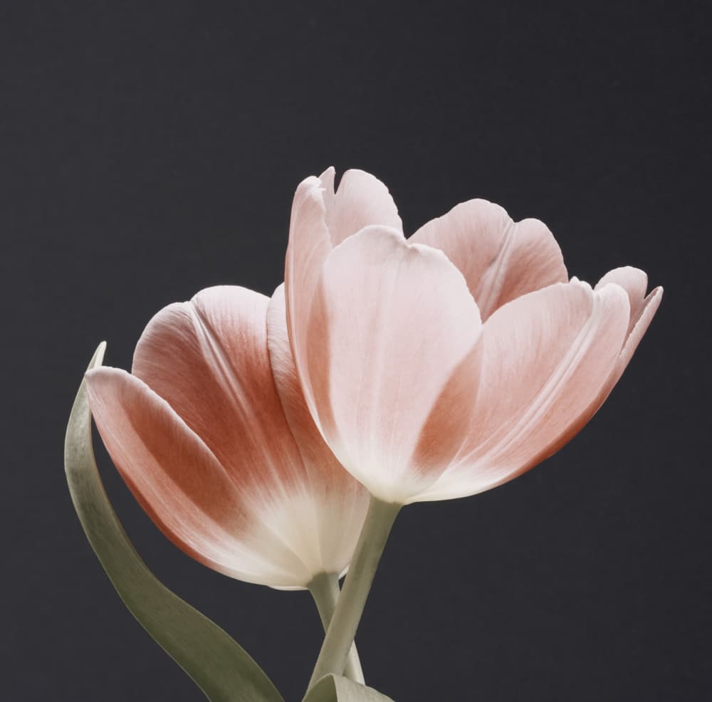 Two Pink Tulips by Bilge Paksoylu — canvas wall art