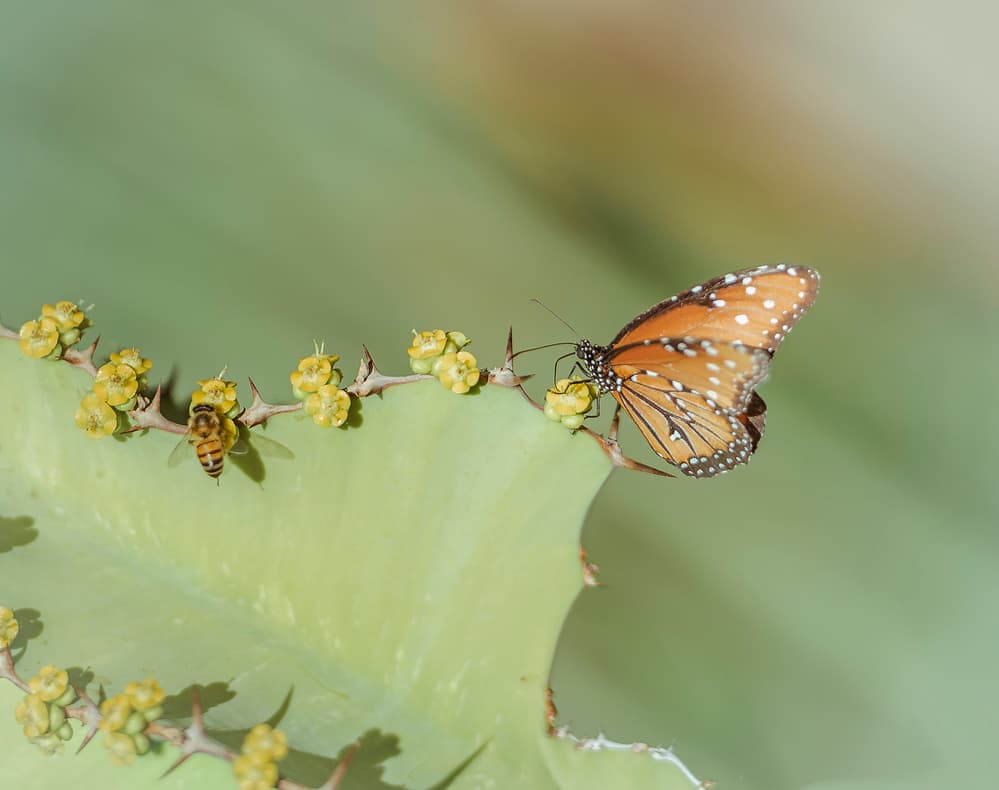 Orange Butterfly and Bee by Wei (David) Dai — canvas wall art