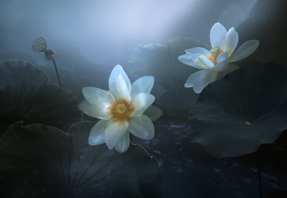 Ethereal White Lotus by Shanyewuyu — canvas wall art