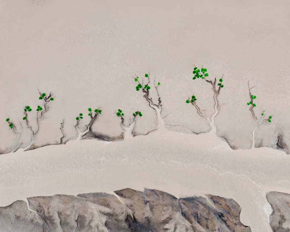 Abstract Desert Trees by Hsiao-Yang Fei — canvas wall art