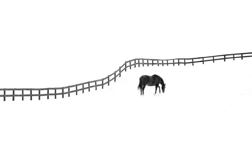 Solitary Horse White Field by Ivan Huang — canvas wall art