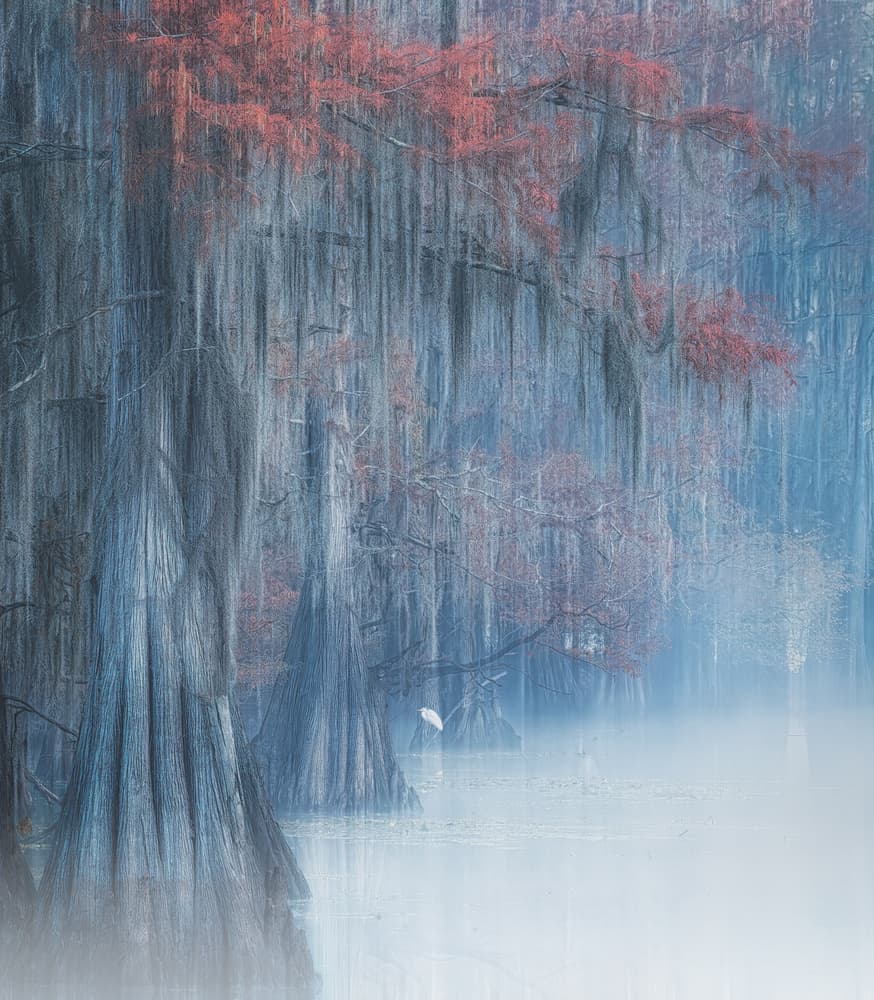 Misty Cypress Swamp by Alex Li — canvas wall art