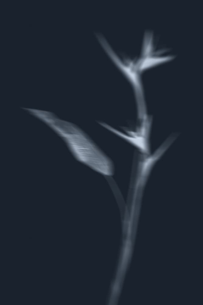 Ethereal Plant Study by THE MIUUS STUDIO — canvas wall art