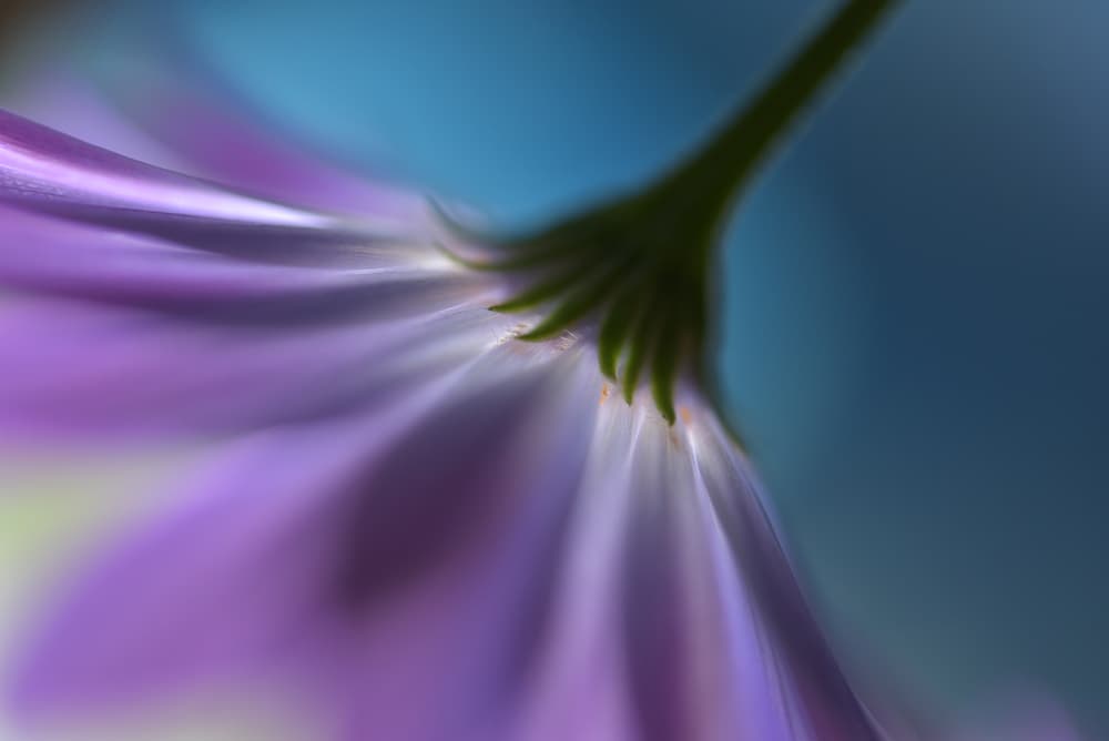 Purple Petal Glow by Heidi Westum — canvas wall art
