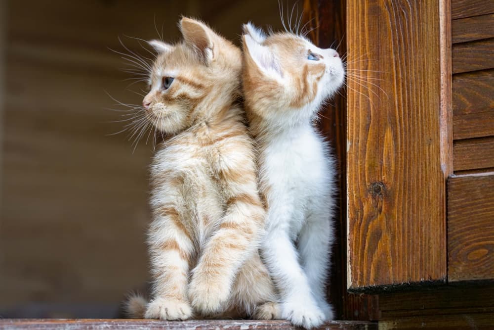 Kittens Back To Back by Mustafa Sahin — canvas wall art