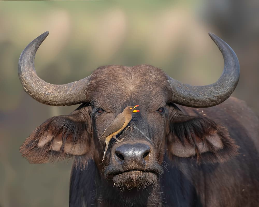 Oxpecker on Buffalo by Mallal Moshe — canvas wall art