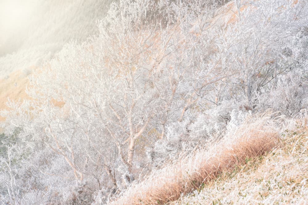 Ethereal Frosted Morning by Masaki Sugita — canvas wall art