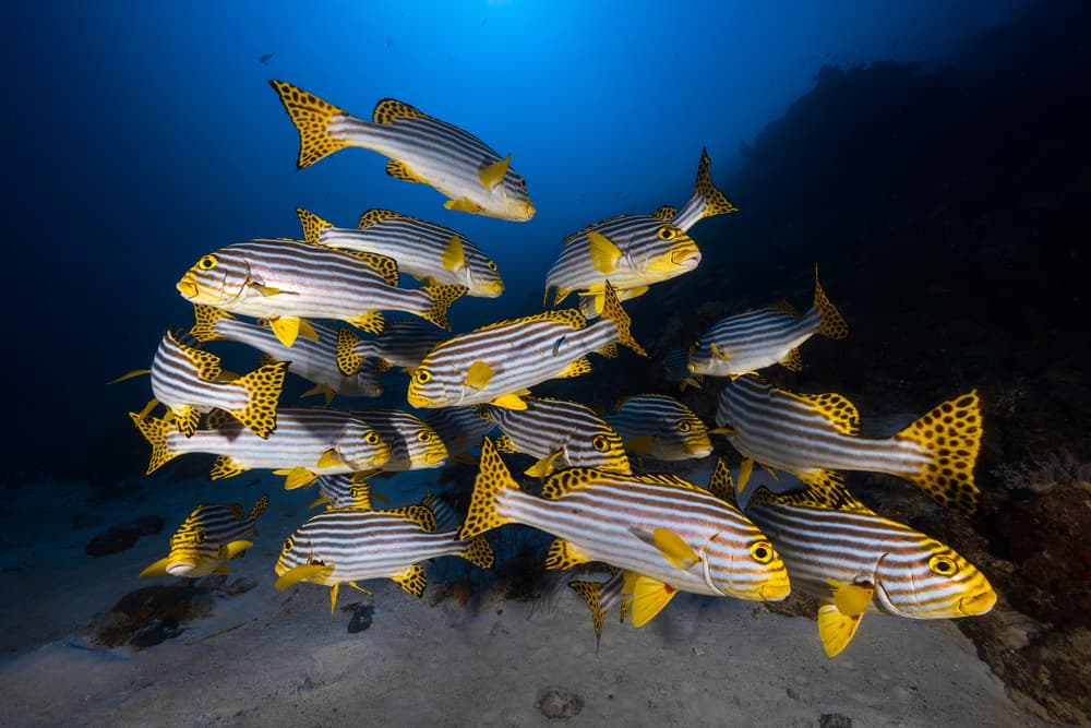 Underwater photography-Indian ocean sweetlips by Barathieu Gabriel — canvas wall art