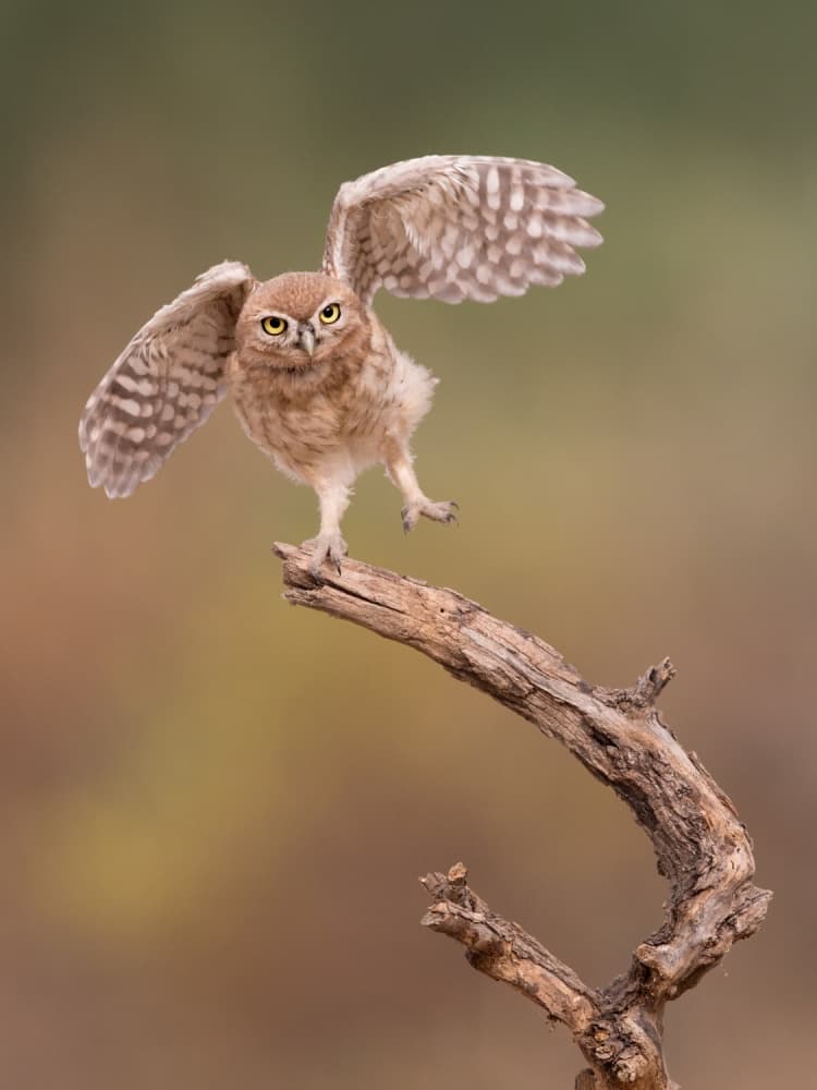 Little Owl Taking Off by Amnon Eichelberg — canvas wall art