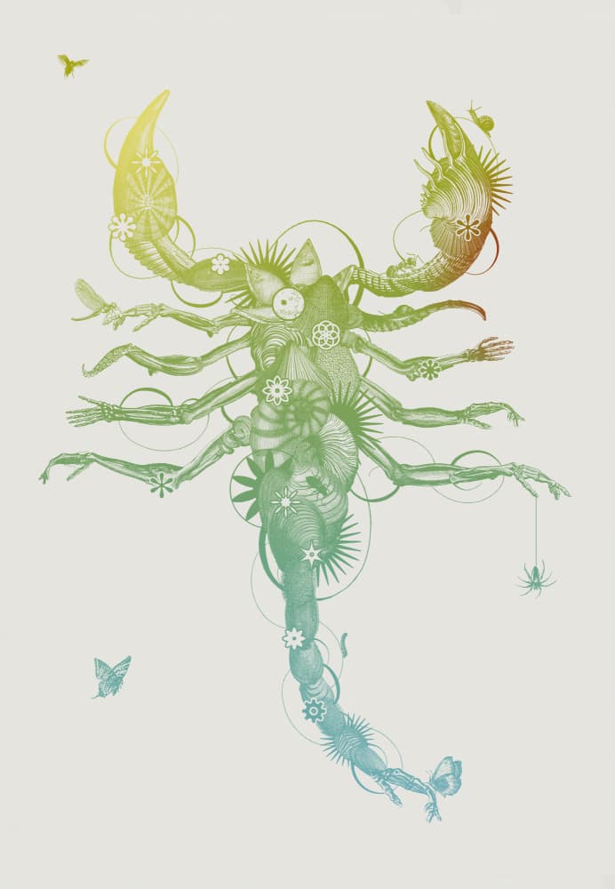 Scorpion Anatomy Gradient by Jaco Putker — canvas wall art