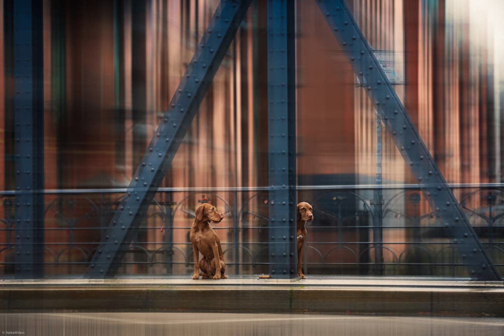 Dogs On City Bridge by Heike Willers — canvas wall art