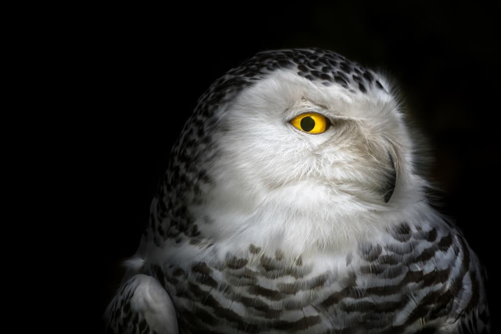 Snowy Owl Gaze by Michael — canvas wall art