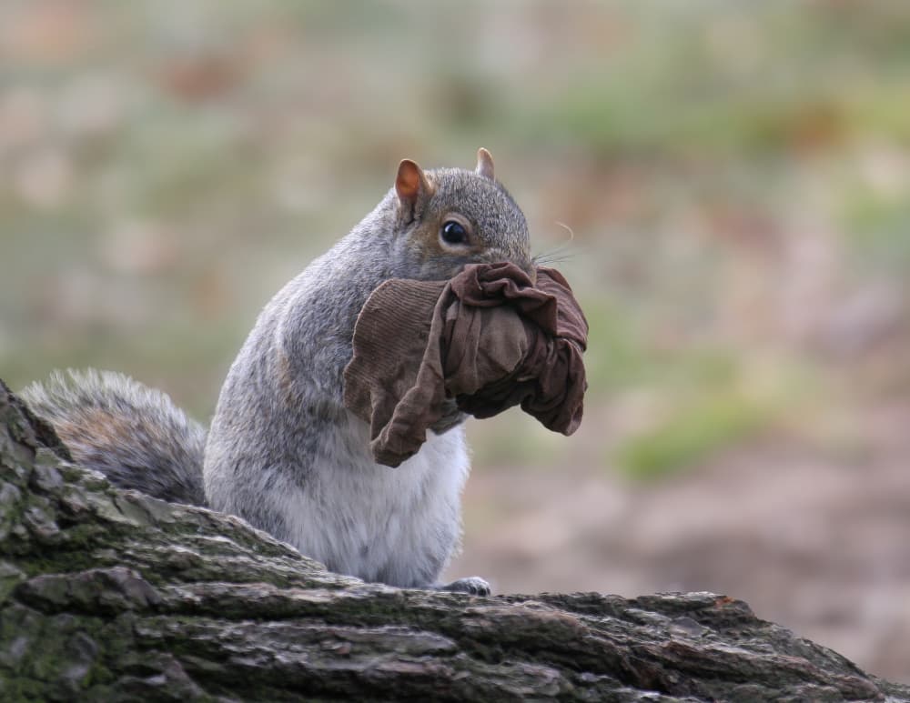 Squirrel with a Secret by Michael Castellano — canvas wall art