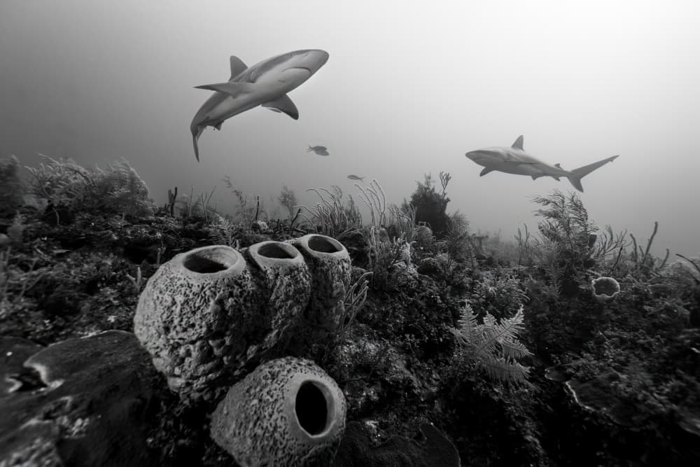 Sharks Over Coral Reef by Gustavo Costa — canvas wall art