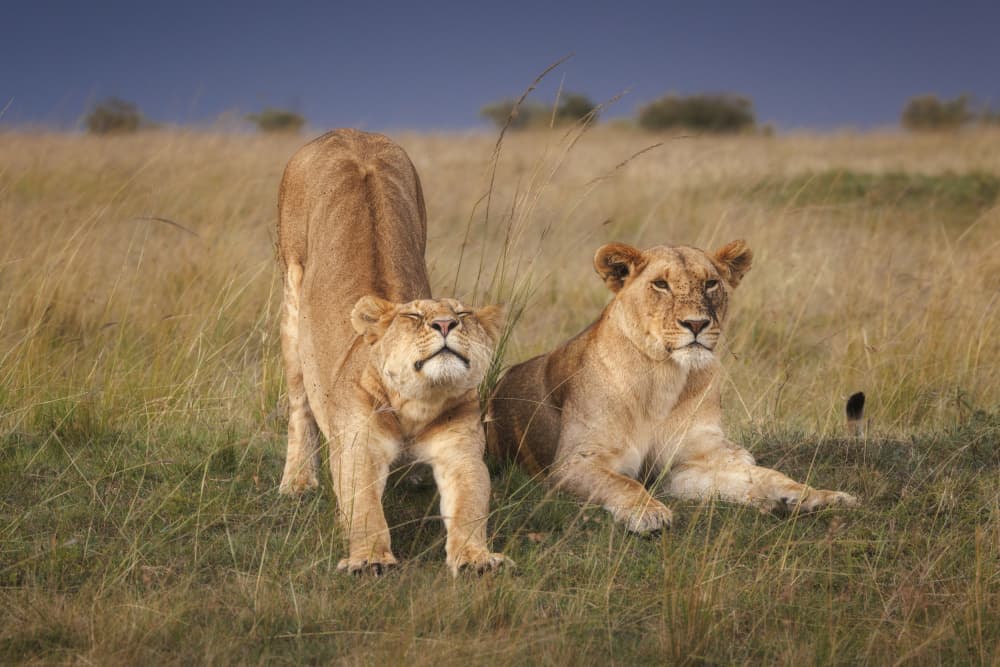 Stretching African Lionesses by Junbo Liang — canvas wall art