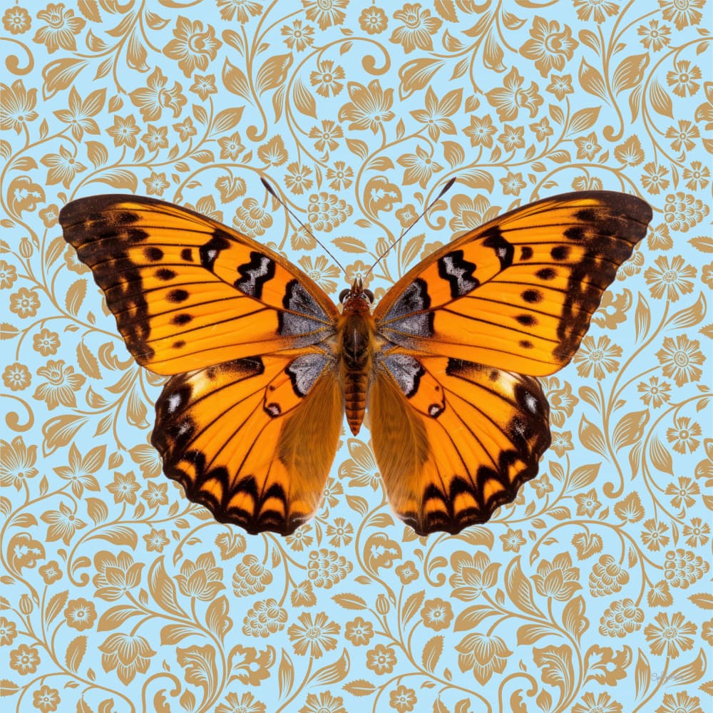 Elegant Orange Butterfly by Sue Skellern — canvas wall art