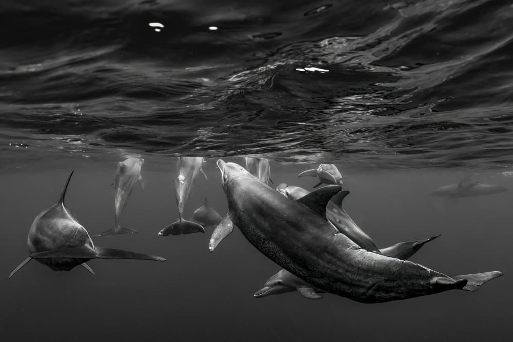 Underwater Dolphin Pod by Serge Melesan — canvas wall art
