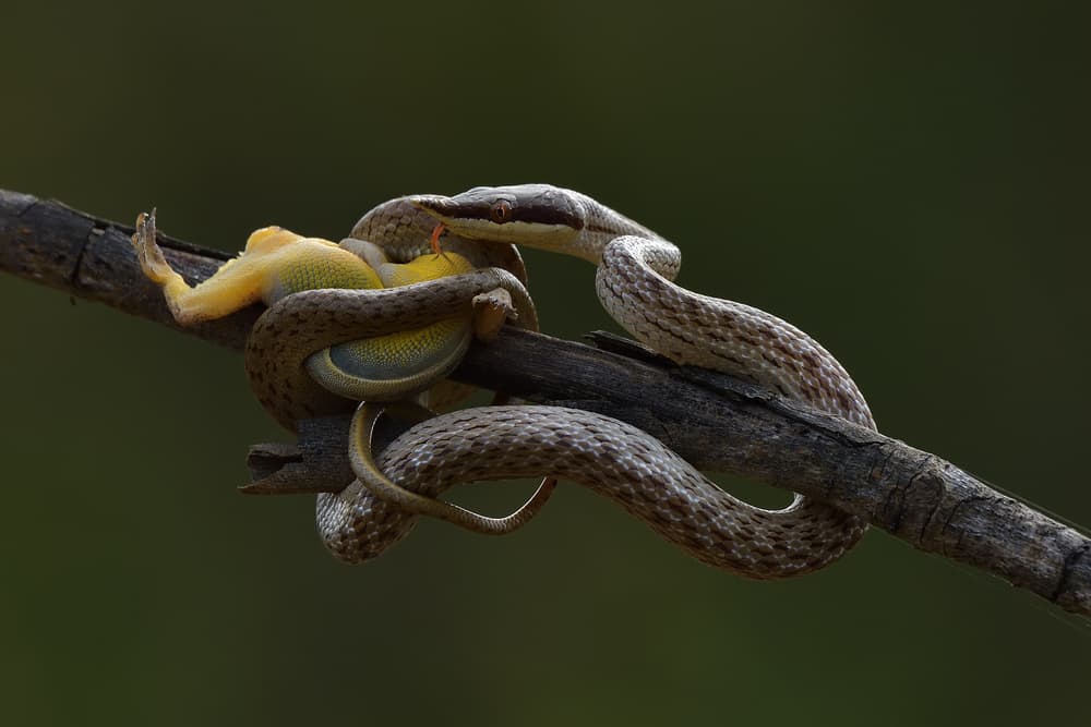 Snake Eats Lizard by Phat Dao Tan — canvas wall art