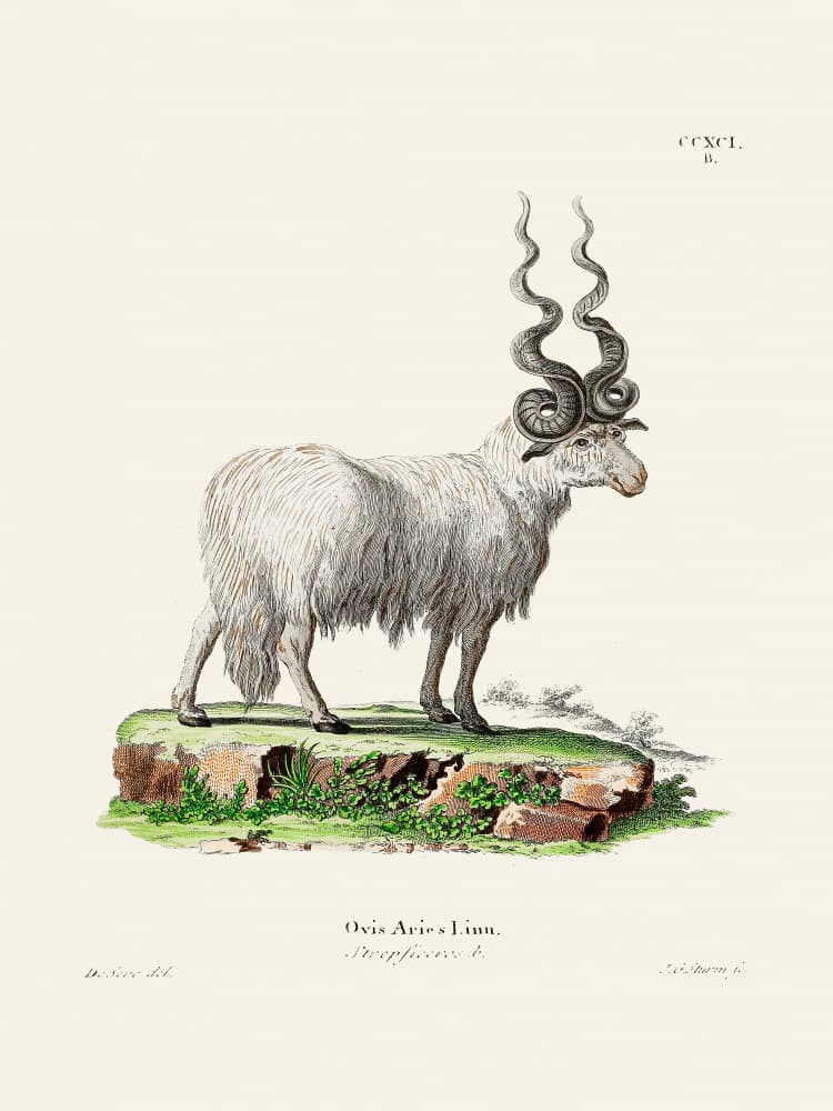 Ovis Aries By Johann Andreas Wagener and Johann Christian Daniel Von Schreber. by Johann Christian Daniel Von Schreber — canvas wall art