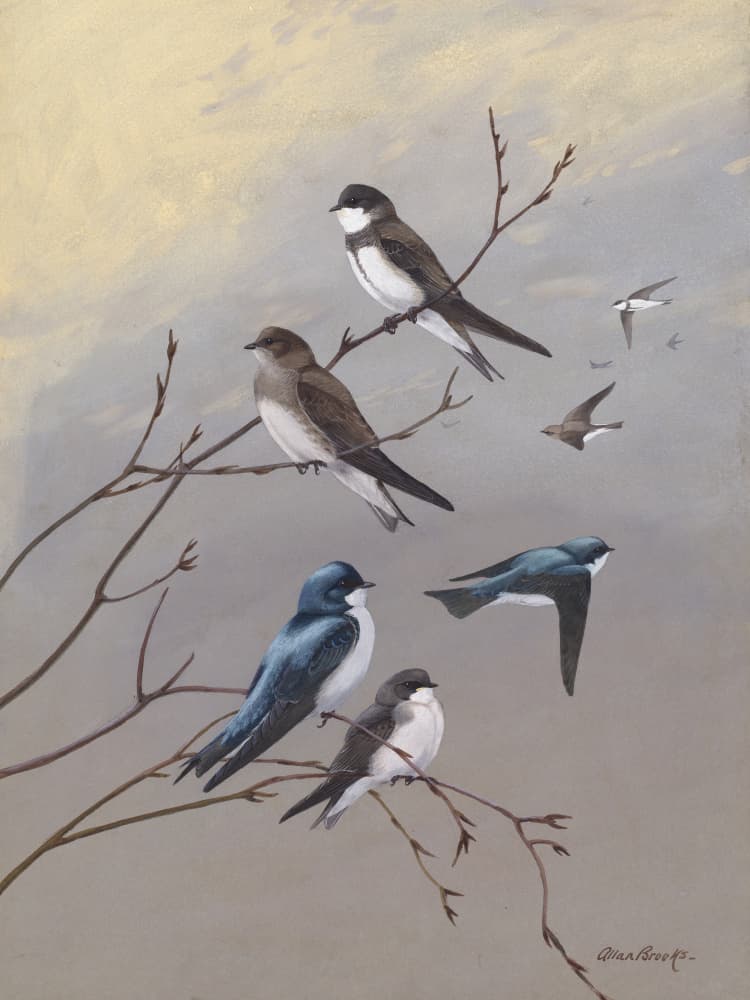 Swallow By Allan Brooks by Allan Brooks — canvas wall art