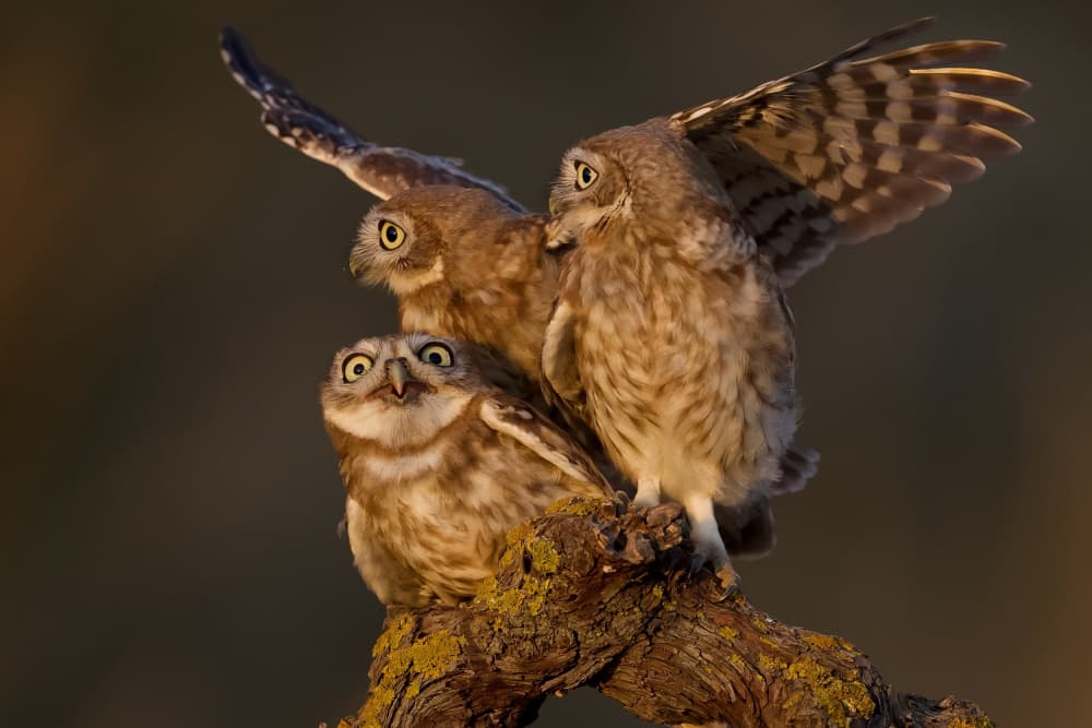 Startled Little Owls by David Manusevich — canvas wall art