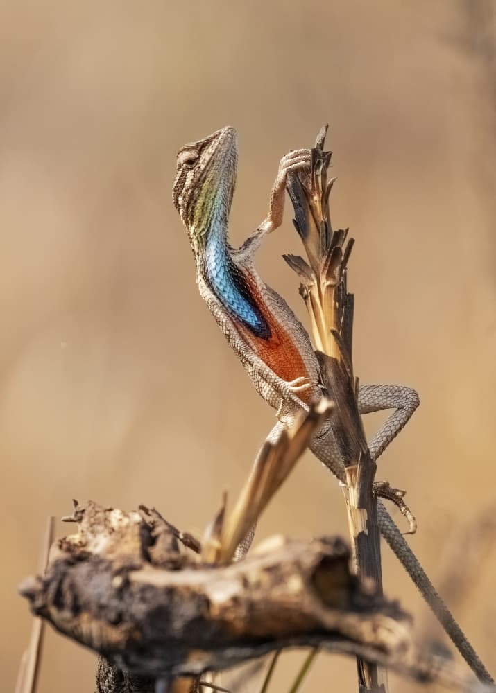 Colorful Lizard Display by Saurabh Dhanorkar — canvas wall art