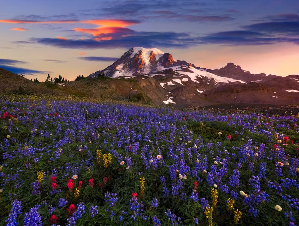 Alpine Lupine Sunset by Abdulkhalek Bakir — canvas wall art
