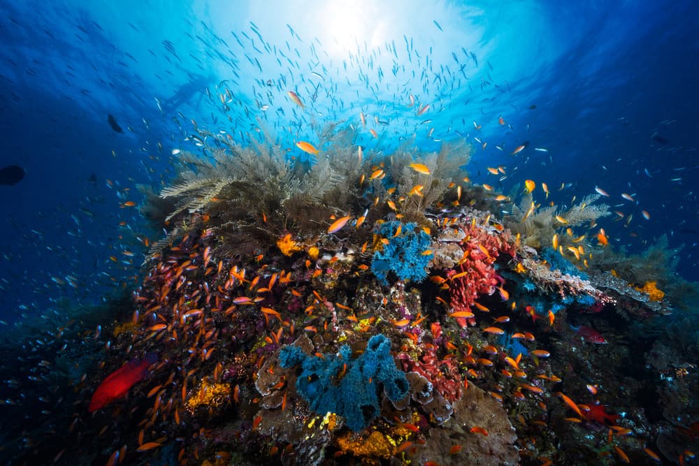 Vibrant Coral Reef by Barathieu Gabriel — canvas wall art
