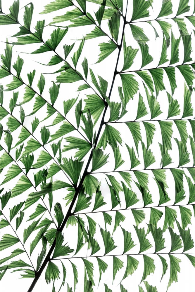 Summer Branches 4 by Mareike Böhmer — canvas wall art