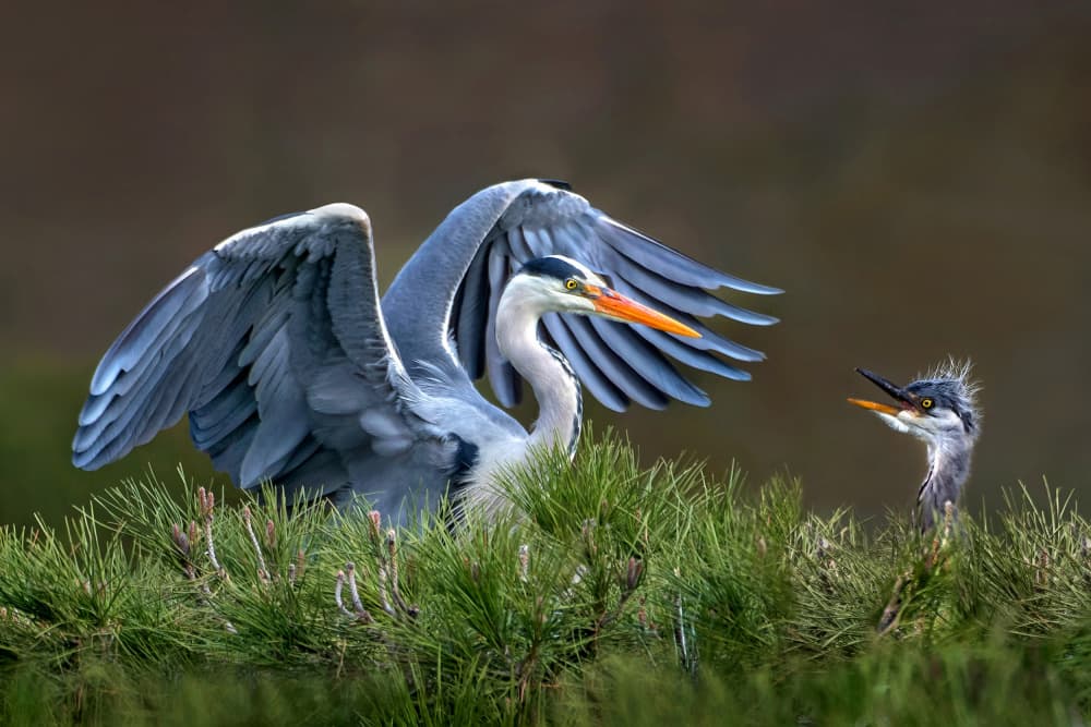 Grey Heron And Chick by Xavier Ortega — canvas wall art