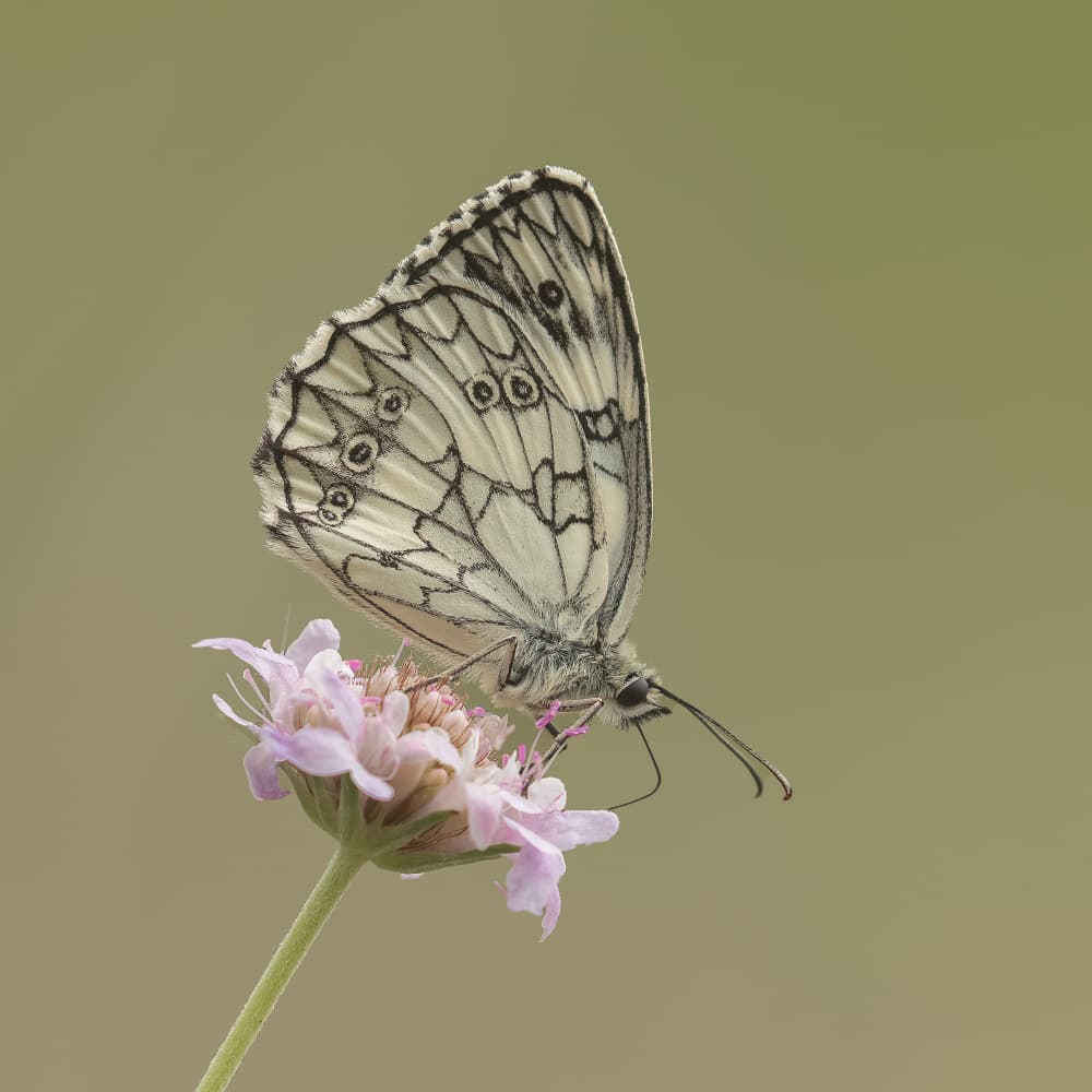 Marbled Butterfly Bloom by Annie Keizer — canvas wall art