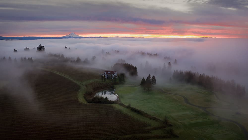 Misty Vineyard Sunrise by Shenshen Dou — canvas wall art