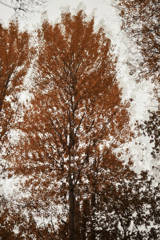 Autumn Tree Canopy by Christina Sillen — canvas wall art