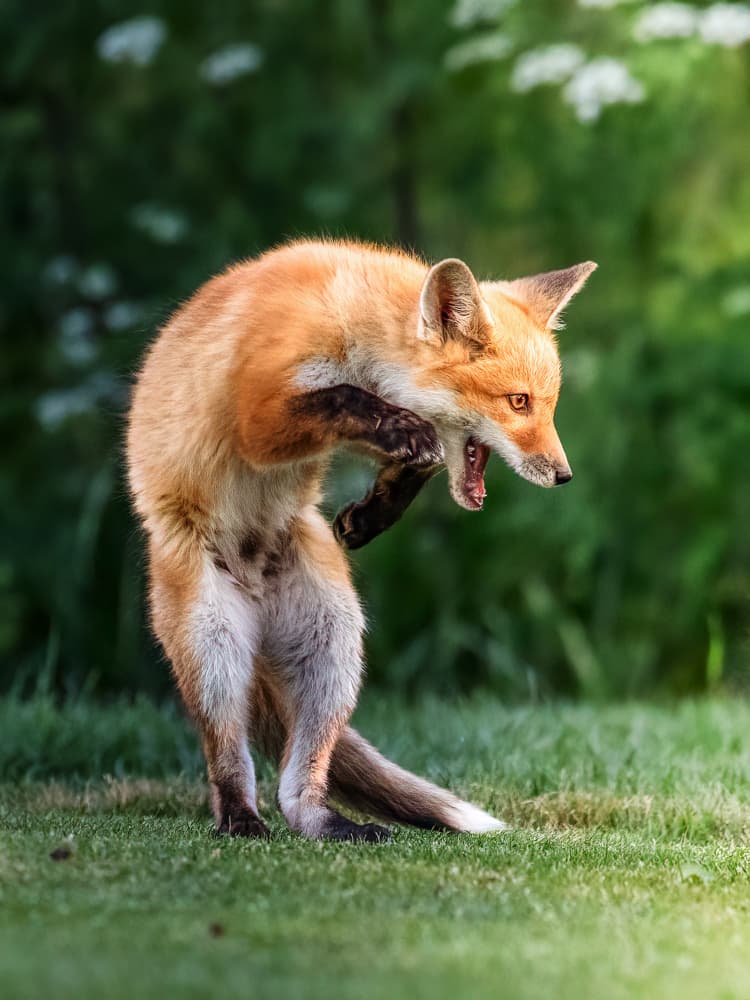 Funny Fox Scratching by Taksing (吉星高照) — canvas wall art