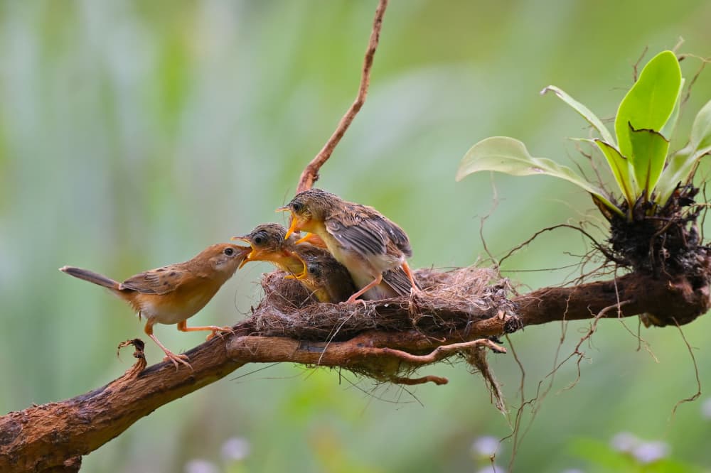 Parent Bird Feeding Babies by Ajar Setiadi — canvas wall art