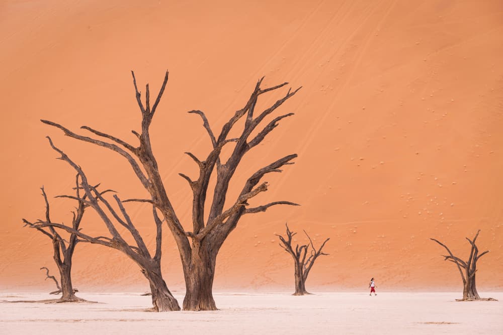 Orange Desert Dead Trees by Marco Tagliarino — canvas wall art