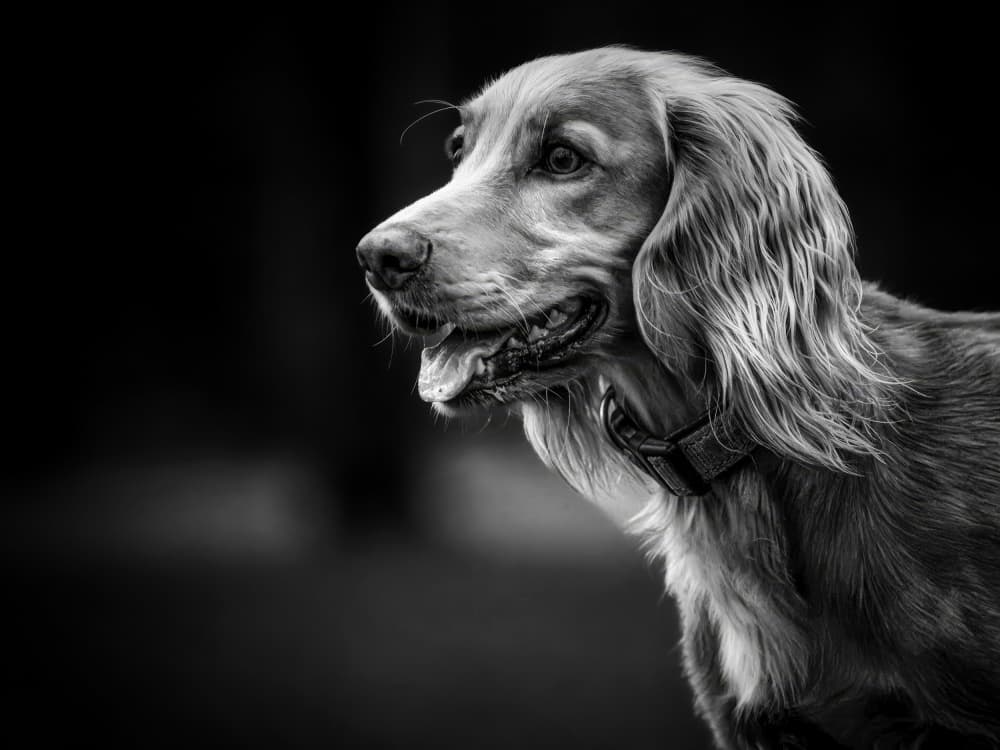 Elegant Spaniel Portrait by Lee Kershaw — canvas wall art