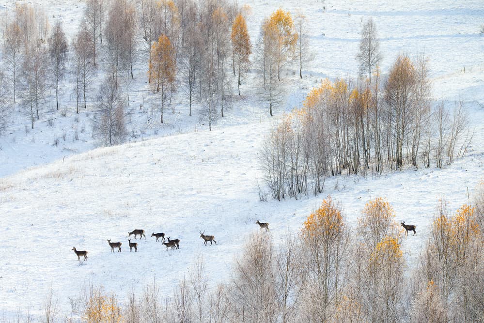 Deer In Snowy Forest by Ovidiu Satmari — canvas wall art