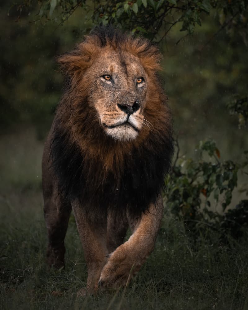 Majestic Male Lion by Ahmed Sobhi — canvas wall art