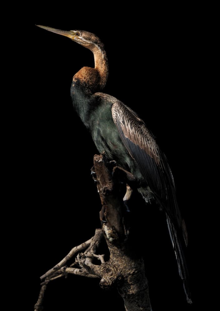 Elegant Anhinga Perch by Etienne Steenkamp — canvas wall art