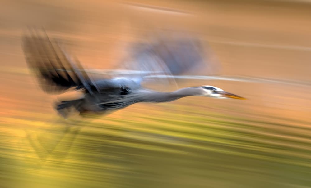 impression of flying by Dawei Liu 金山大卫 — canvas wall art