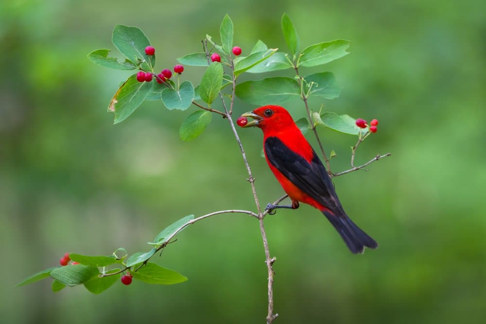 Scarlet Tanager Feeding by Donald Luo — canvas wall art