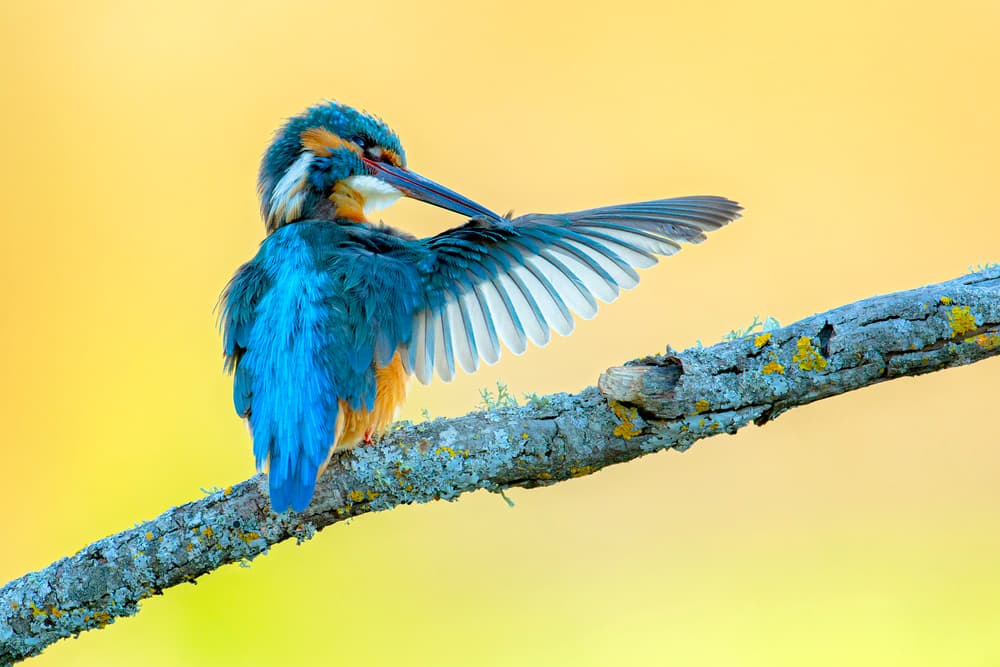 Vibrant Kingfisher Preening by Andres Miguel Dominguez — canvas wall art