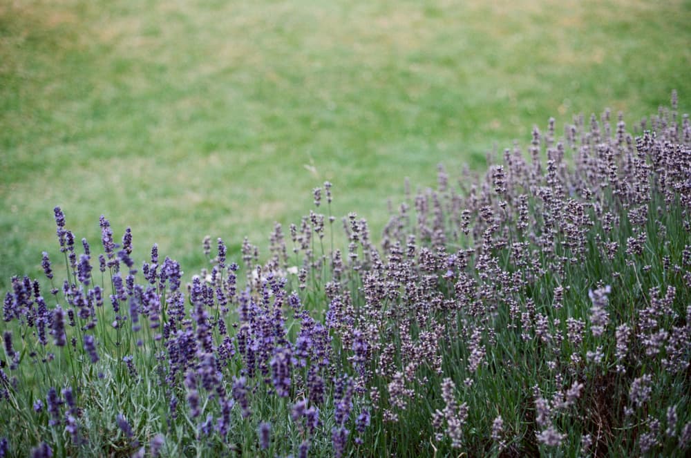 Vibrant Lavender Field by Julie Pointer Adams — canvas wall art