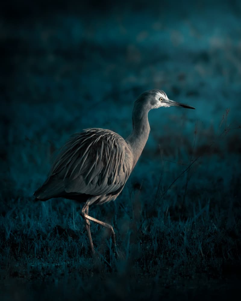 Night Heron Stroll by TaranSohal — canvas wall art