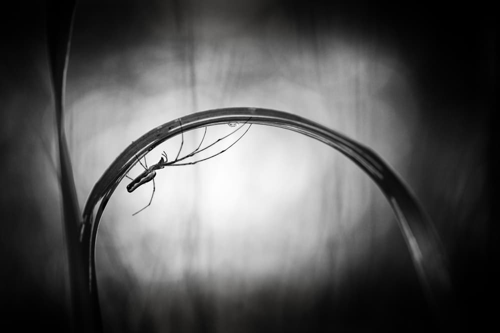 Delicate Spider Silhouette by Pali Gerec — canvas wall art