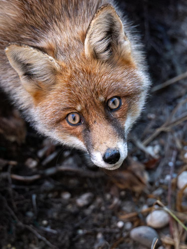 Curious Red Fox by Peter Voljc — canvas wall art